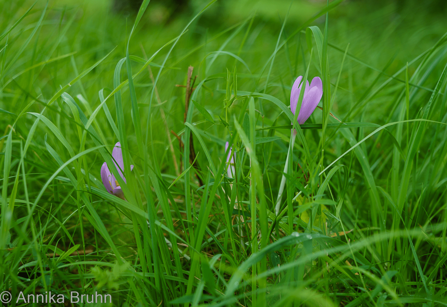 Die Krokusse blühen wieder!